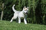 SIBERIAN HUSKY 398